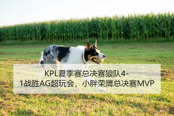 KPL夏季赛总决赛狼队4-1战胜AG超玩会，小胖荣膺总决赛MVP